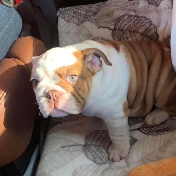 Our Baby Girl Miss Bella B - Picture 9 of 16